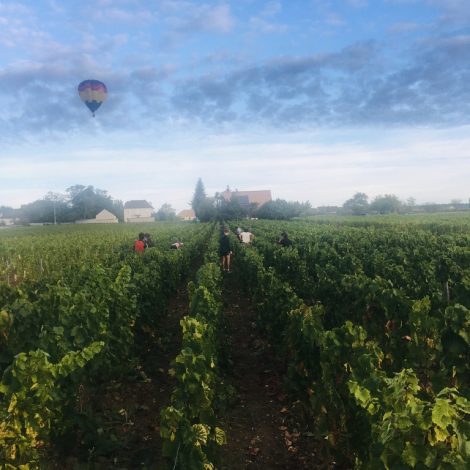 Vendanges2-1